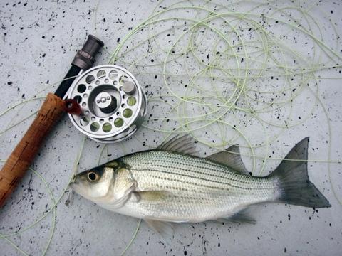 White Bass on the Fly — 73 Fish — 21 Nov. 2011 – Lake Belton